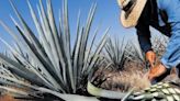 Cinco de Mayo: Raise a glass with a fine tequila or mezcal