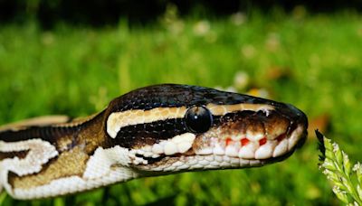 Ball python spotted slithering around Kananaskis Country