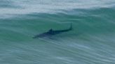 Distance swimmer hospitalized after shark attack off Del Mar
