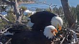 Thousands Watch Eagle Couple Bicker Over Child Rearing Tactics While Waiting for Eggs to Hatch