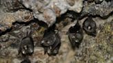 東海岸「月洞」 台灣最多葉鼻蝠棲息度冬洞穴