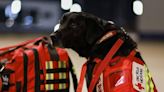 Photos of Mexico's famous rescue dogs sent to help search for earthquake survivors in Turkey