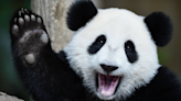 Shanghai Zoo Celebrates Giant Panda’s Birthday With a Giant Cake