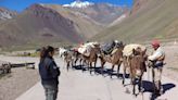 Niegan maltrato de mulas de carga en el Parque Aconcagua y apuntan al desconocimiento | Sociedad