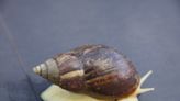 Giant invasive snail sends one Florida county into quarantine