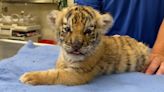 Watch: These Siberian tigers born at Six Flags Wild Safari are so cute!