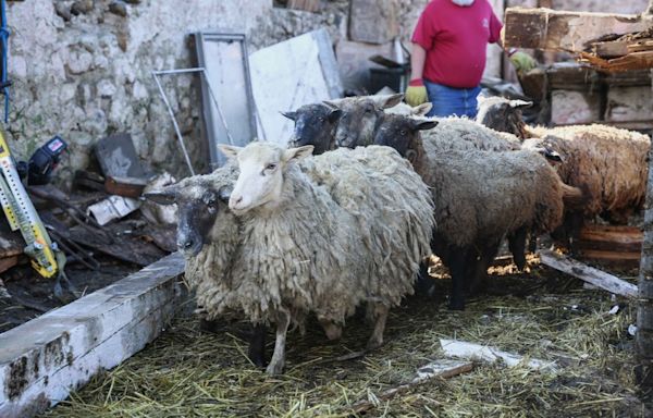 Confirmed tornado destroyed McHenry County barn, killing multiple animals