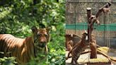 Sikkim warms to Tiger Day after sightings