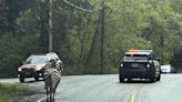 WATCH: Zebras get loose near highway exit, gallop into Washington community