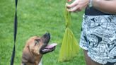 Why do dogs eat poop and how you can get your pet to stop