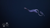 Rare deep sea creature with ‘truly alien form’ spotted right after eating, video shows
