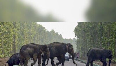 India lost 528 elephants due to unnatural causes in 5 years: Govt data