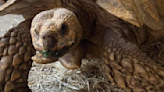 Delco school community fights plan to close ecology center that houses beloved tortoise