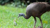 Gentle Barn Sanctuary Announces Name of Their Brand New Baby Turkey