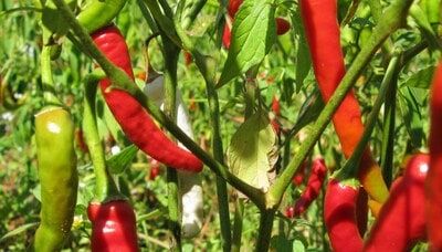 Madhya Pradesh's Khargone chillies set to spice up the world markets