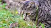 En Nouvelle-Zélande, un nombre record de chats tués lors d’une chasse très controversée