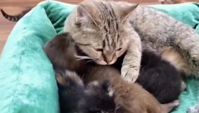 Lo más tierno que verás hoy: una mamá gata adopta a una nutria huérfana como si fuera su cría