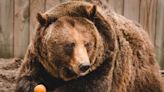 New bear exhibit to open at Toledo Zoo