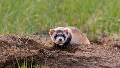 The Black-Footed Ferret Is One Of North America's Most Endangered Mammals, But Scientists Recently Welcomed Two Cloned Twin Sisters Into The World In An Attempt To Save The Species