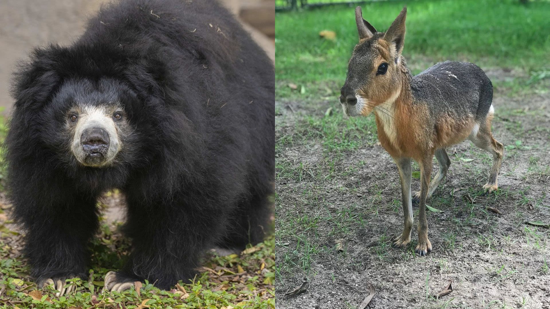 Zoo Miami announces deaths of long-time residents ‘Tango’ and ‘Keesha’ - WSVN 7News | Miami News, Weather, Sports | Fort Lauderdale