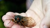 This spring’s double brood of cicadas may bring another unwanted force – urine