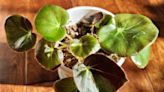 Rising from the ashes, this plant still spreads love | Sam Venable