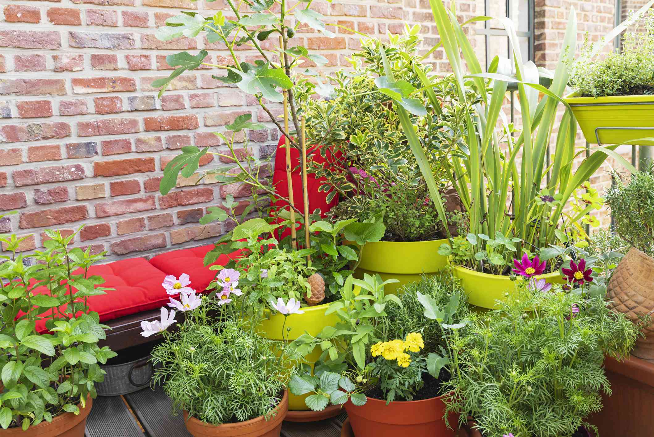 6 Container Gardening Mistakes You Should Always Avoid, Pros Say