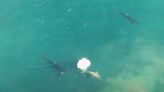 WATCH: Shark Week Shares the First Drone Footage of Orca Whales Hunting a Great White Shark