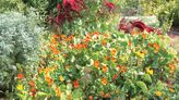 Spice up your garden with nasturtiums