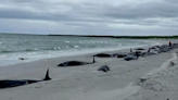 Pod of 77 beached Orkney whales were 'healthy' before mass stranding