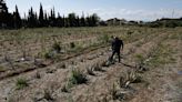 La sequía se ceba con el sureste de Francia y el campo cambia las viñas por aloe vera