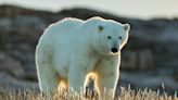 Polar Bear Shot Dead After It Kills Woman and Boy in Alaska During 'Rare' Attack