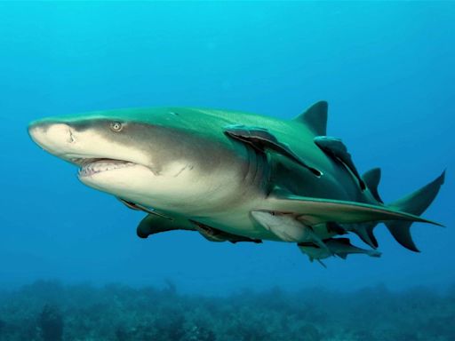 20 especies de tiburón que se encuentran extintas a día de hoy