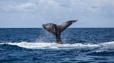 Whale songs are being drowned out by human ocean vessels, study finds