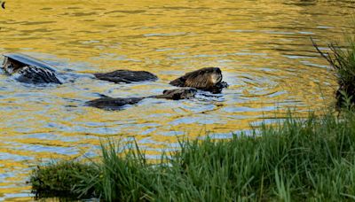 Beavers are helping fight climate change, satellite data shows