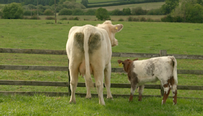 Jeremy Clarkson's pet cow Pepper saved from abattoir fate in big twist