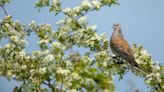 Turtle dove hunting ban boosts western European population by 25%