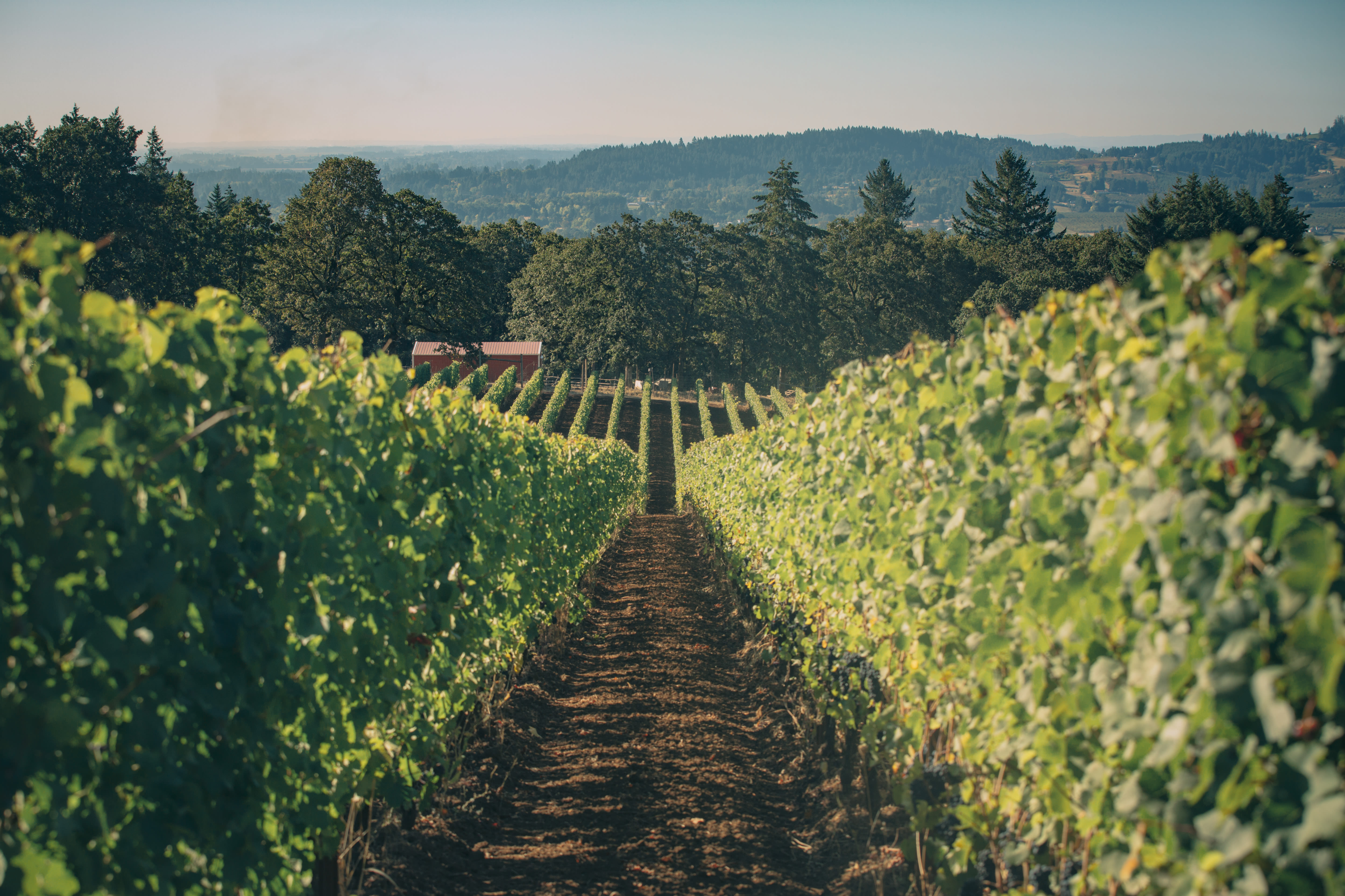 The Best West Coast Wineries for Pinot Noir Lovers