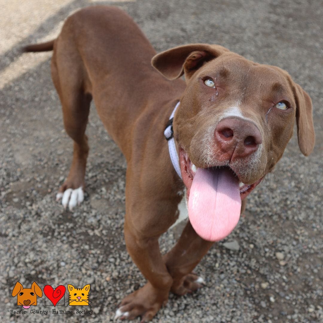 Can you give Haze a home? She and her friends at the Beaver County Humane Society await