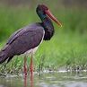 Black Stork Ciconia nigra – Bird Sightings from Kuwait