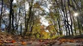 Fall foliage in Delaware: When leaf color will peak, what's up with leaf drop this fall