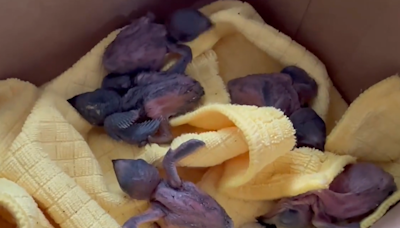 桃療外包廠商清除小雨燕巢 33雛鳥僅剩5隻存活