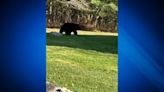 Trick-or-treaters warned of bear sighting on Halloween in South Shore town