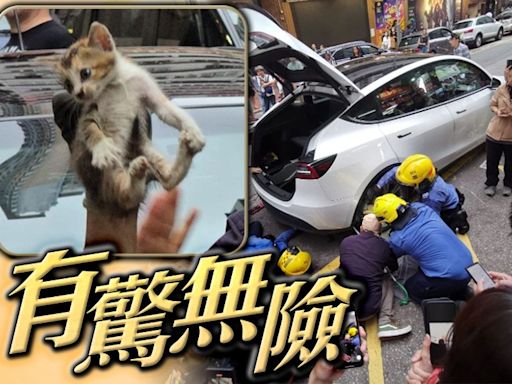深水埗幼貓被困Tesla車底 消防市民合力花近3小時救出