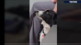 Lehigh County veterinarian and his dog become social media sensations