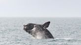 For highly endangered North Atlantic right whales, offshore wind brings a lot of unknowns