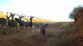 3 wildlife underpasses coming to southern Utah to help reduce collisions with migrating mule deer