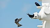 Purple martins have returned to the Austin area