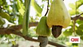 Growing Ghana’s cashew industry | CNN Business