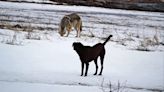 Coyote Snatches Small Dog From Backyard in Pennsylvania